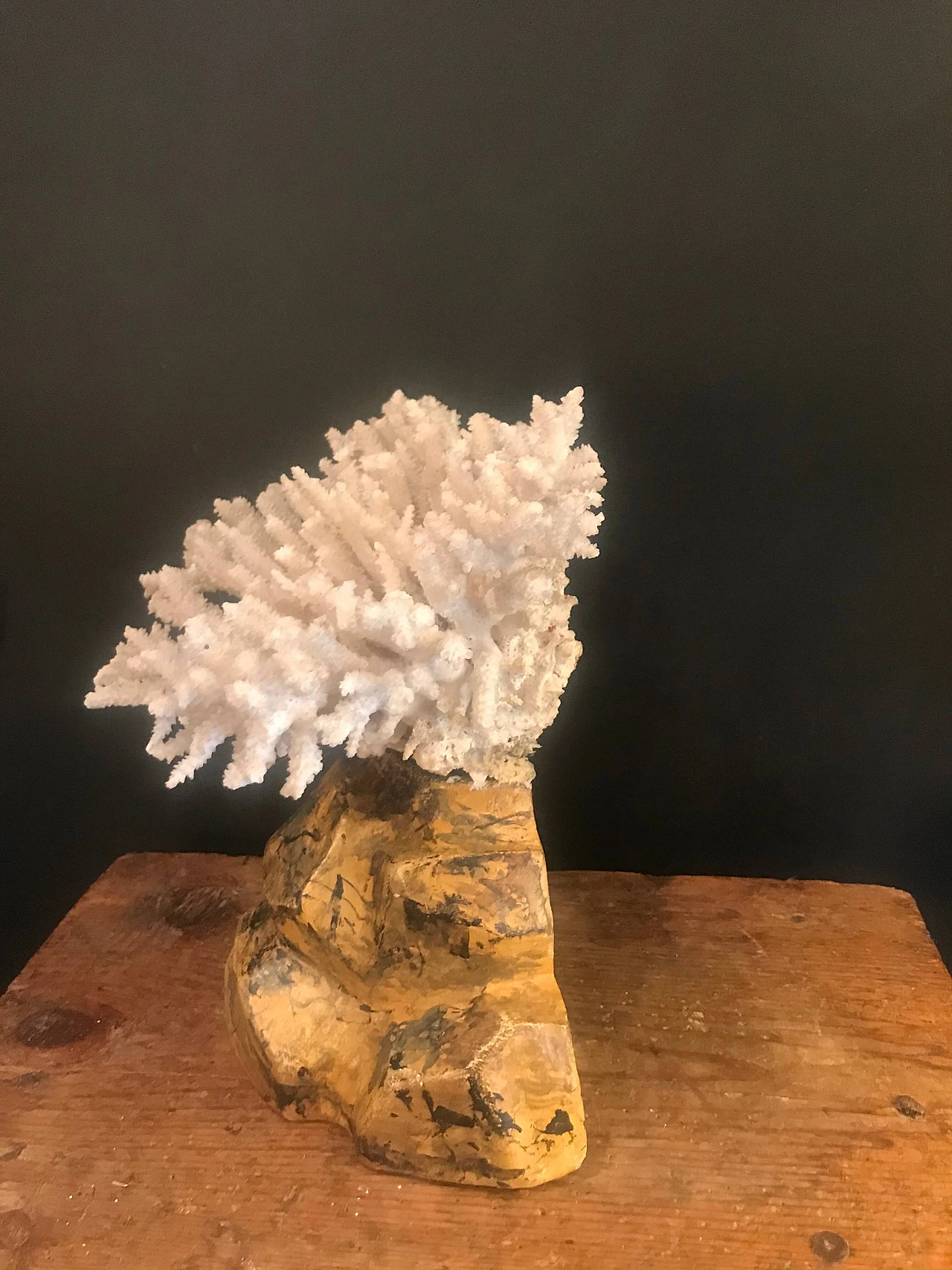 Coral on marbled wooden pedestal, late 19th century 1240391