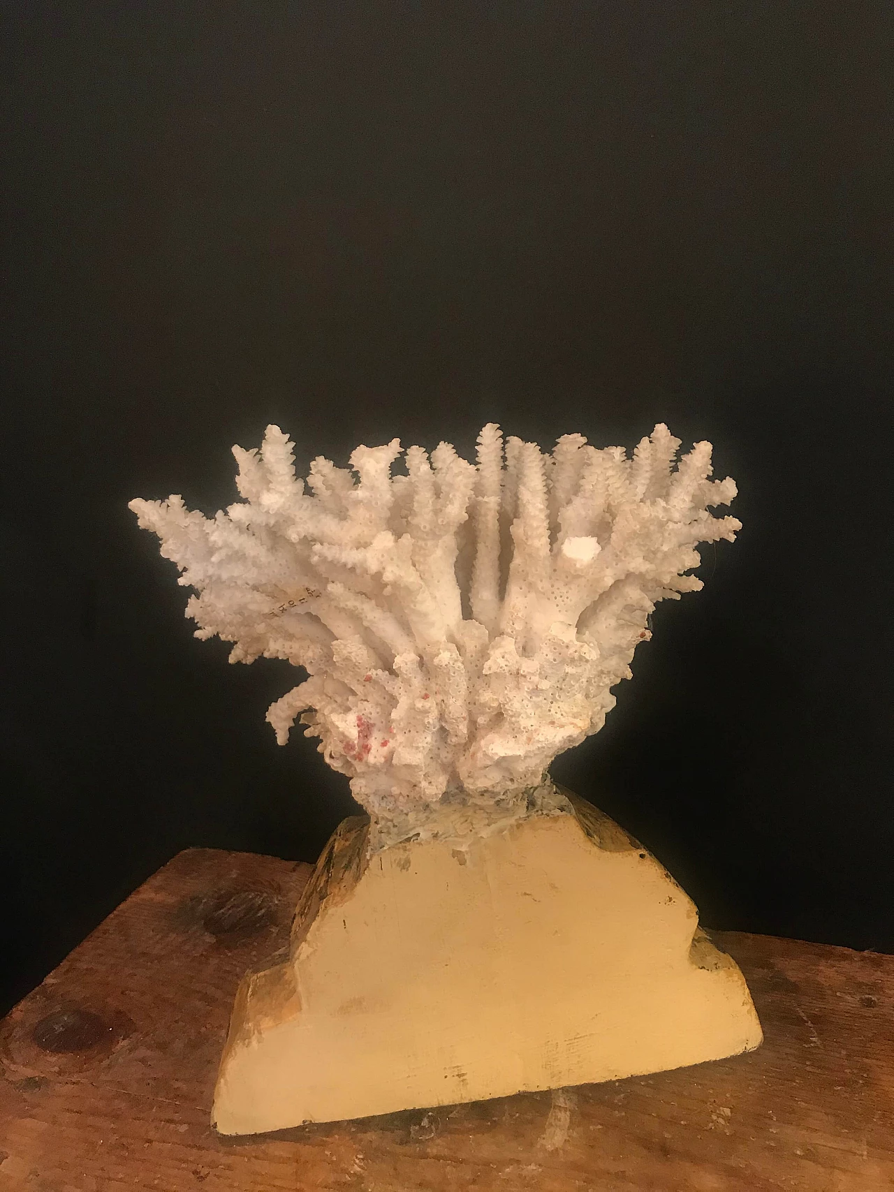 Coral on marbled wooden pedestal, late 19th century 1240392
