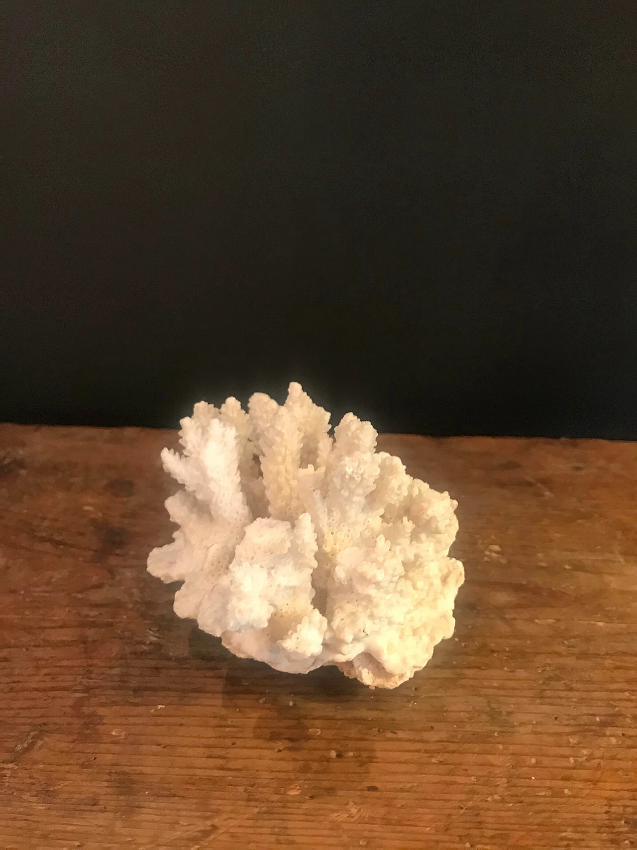 White coral formation, 60s 1240404