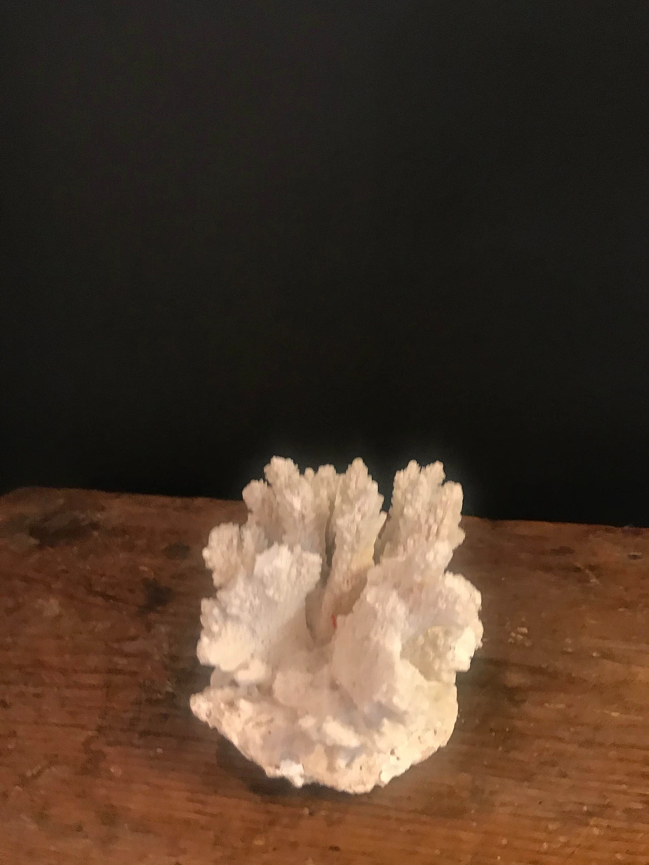 White coral formation, 60s 1240405