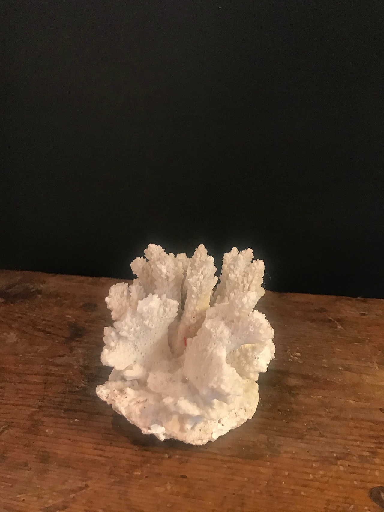 White coral formation, 60s 1240406