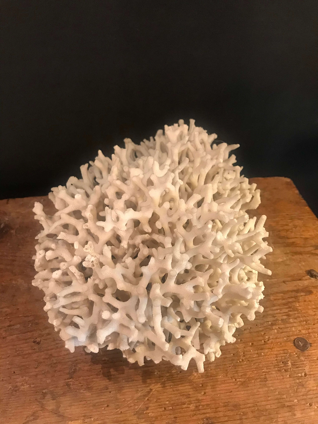 White coral formation, 60s 1240414