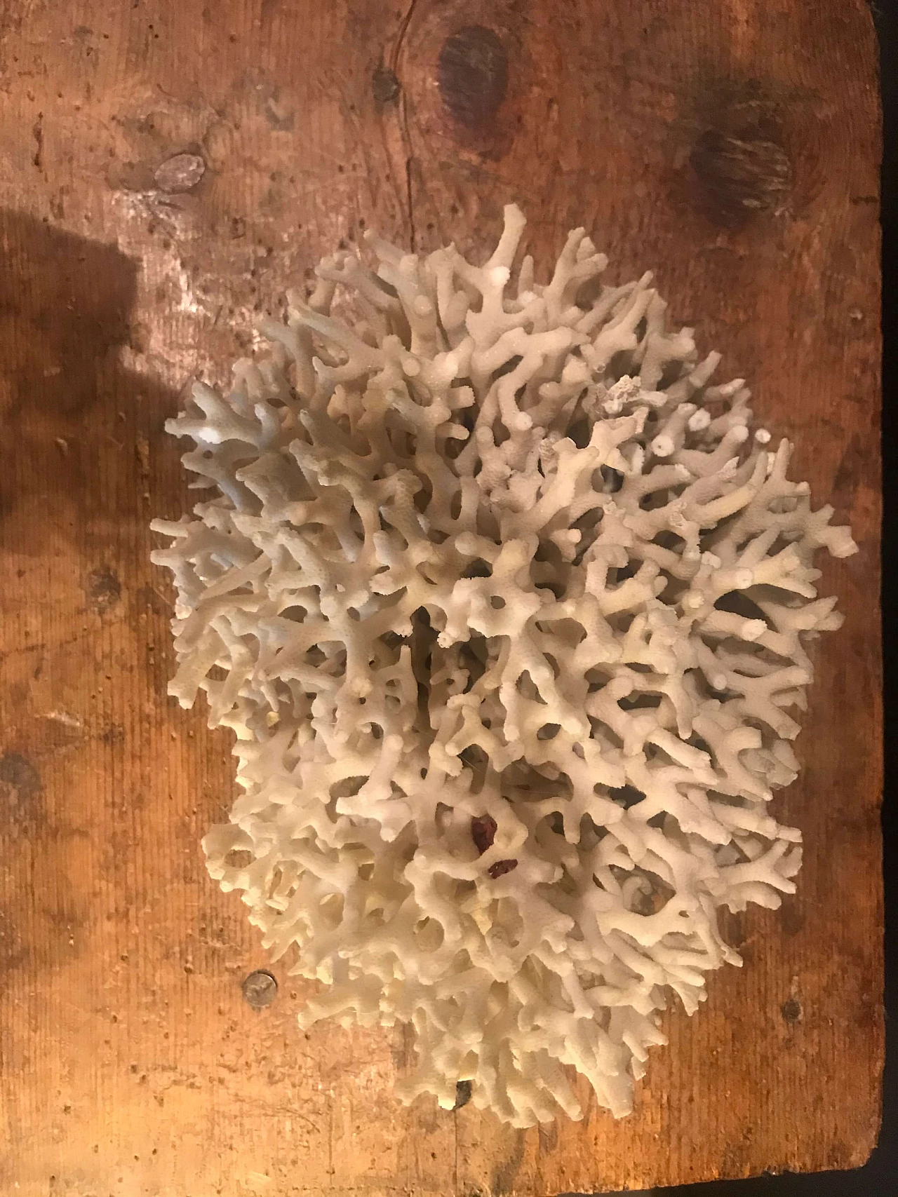 White coral formation, 60s 1240416