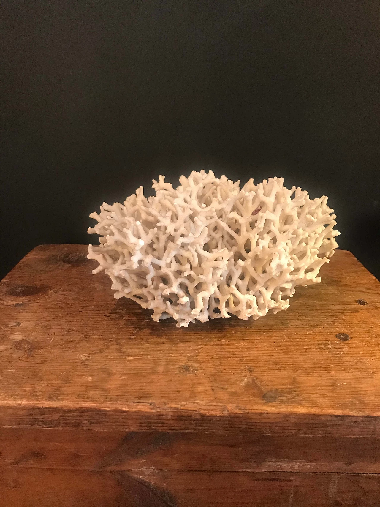 White coral formation, 60s 1240417
