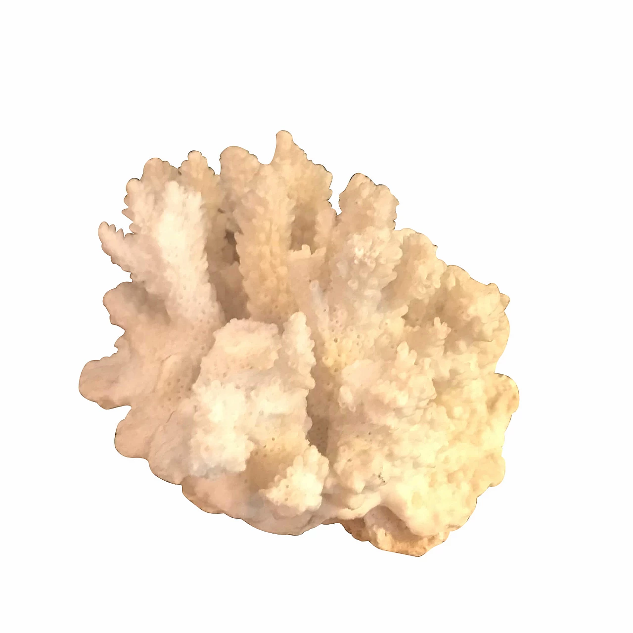 White coral formation, 60s 1240537