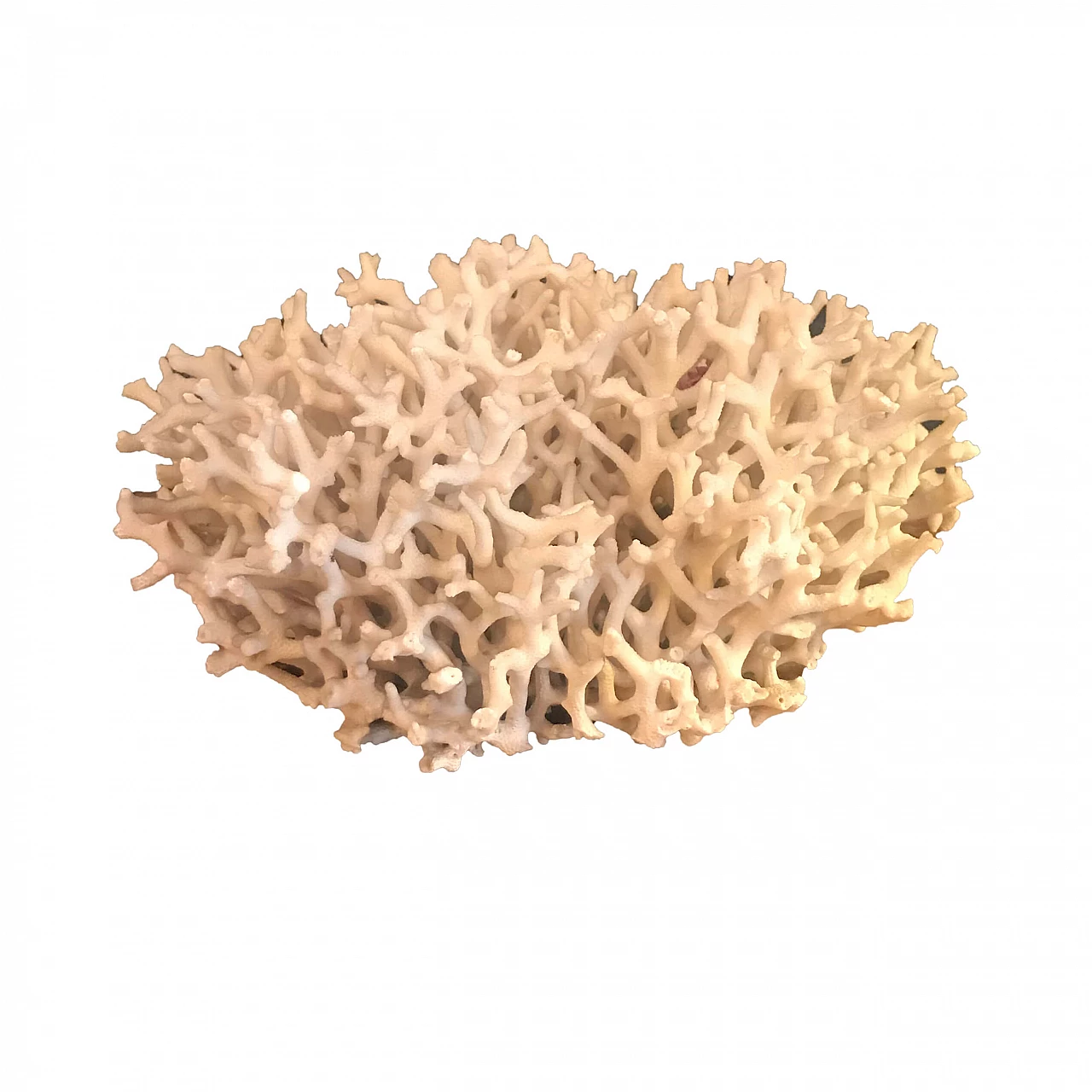 White coral formation, 60s 1240545