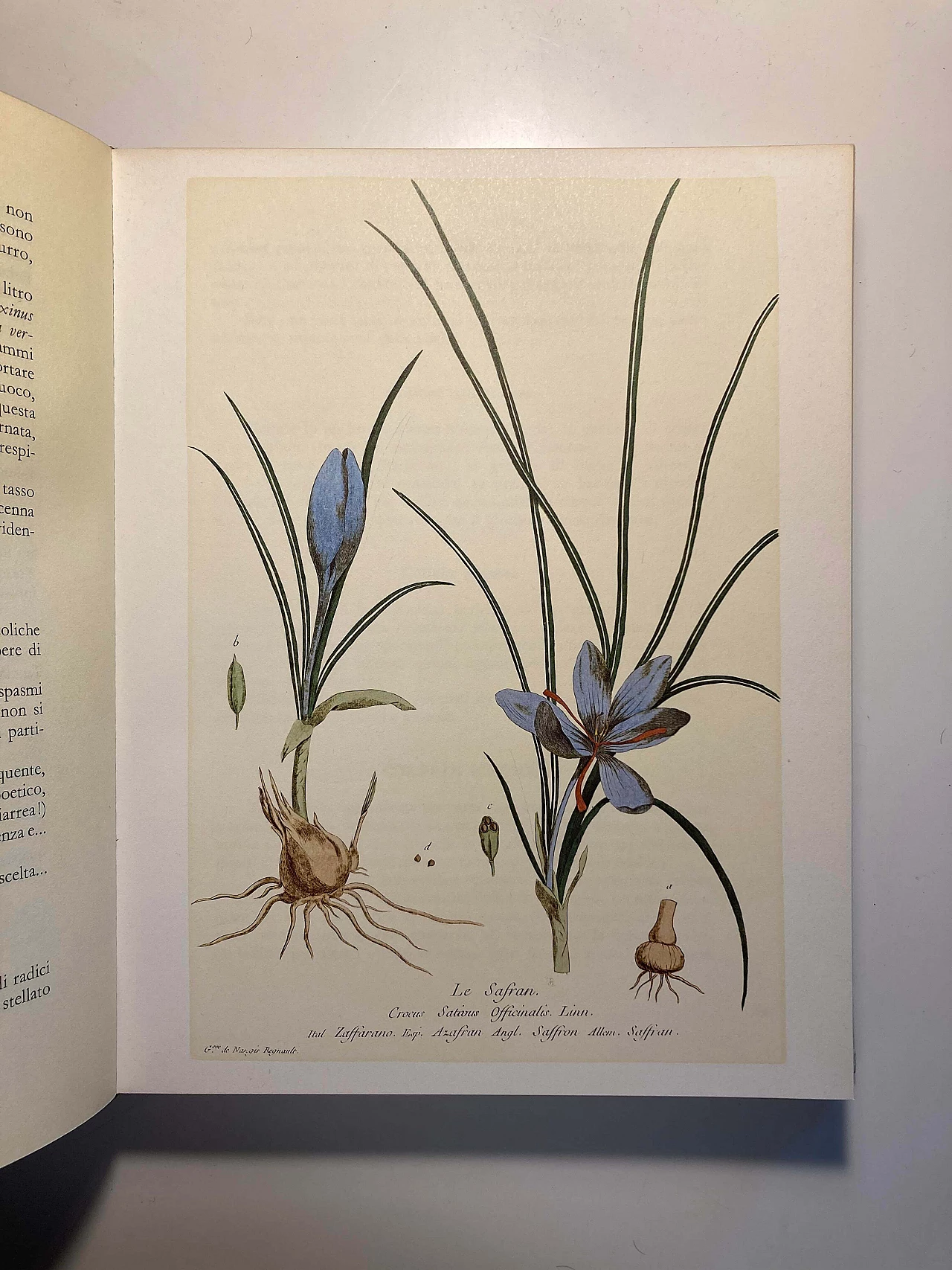 Le Safran and La Belladone, lithographs by Genevieve de Nangis Regnault, 60s 1267300