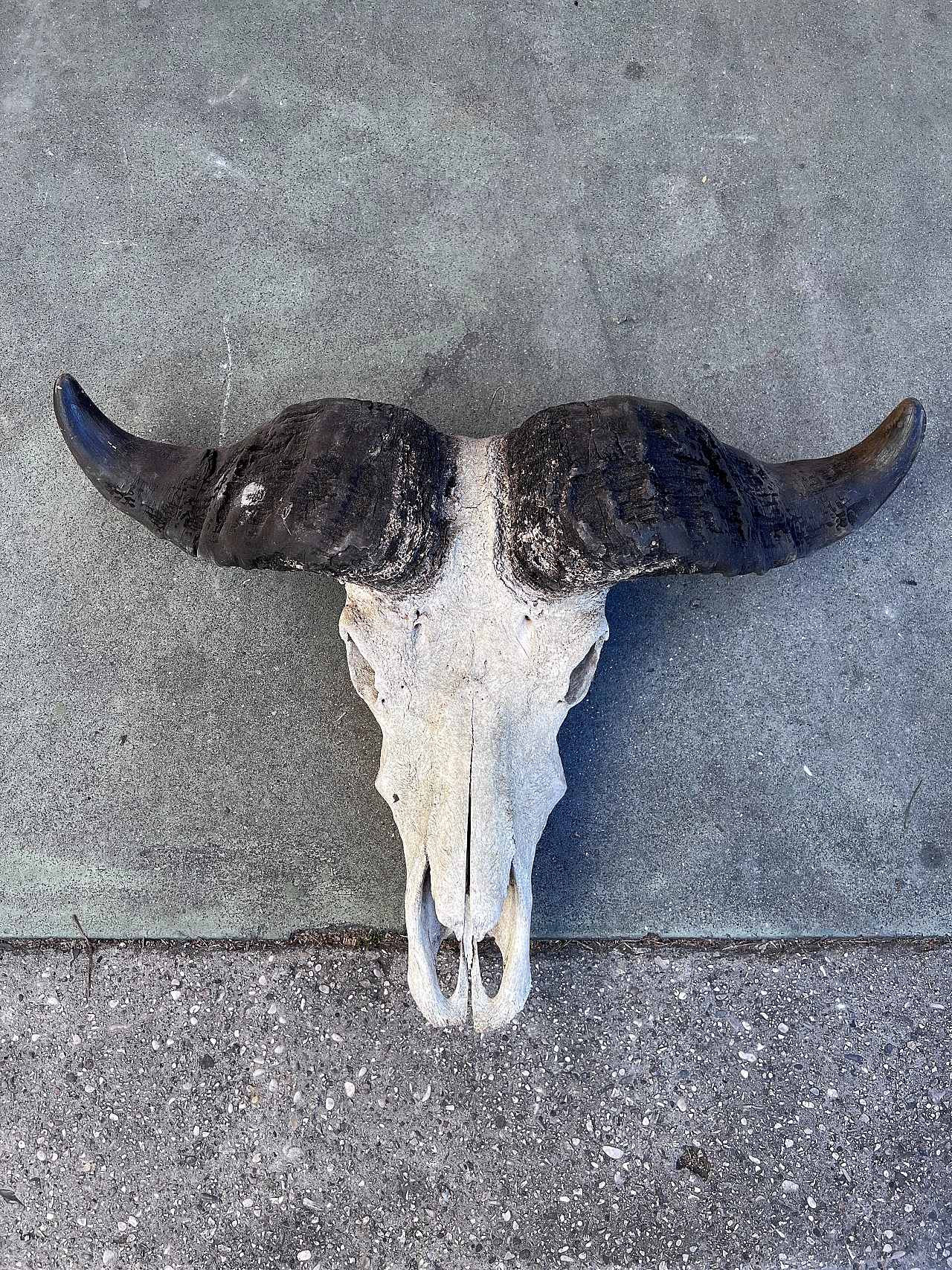 Wall-mounted bison skull, 2000s 1