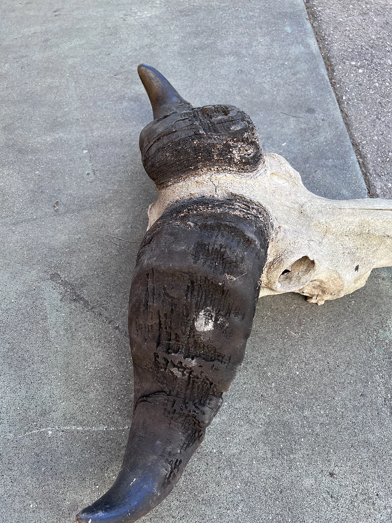 Wall-mounted bison skull, 2000s 2