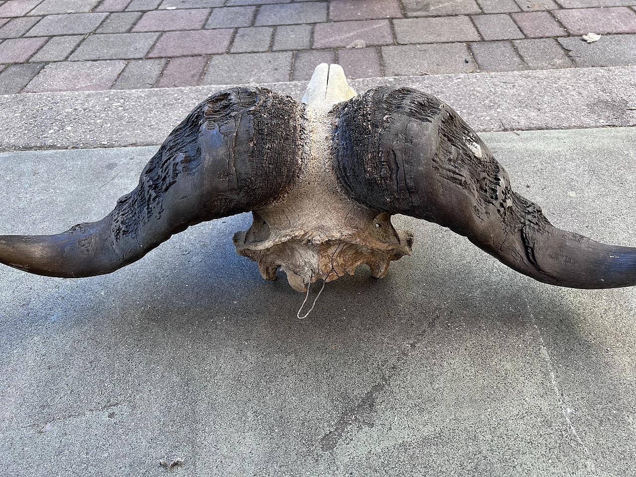 Wall-mounted bison skull, 2000s 3