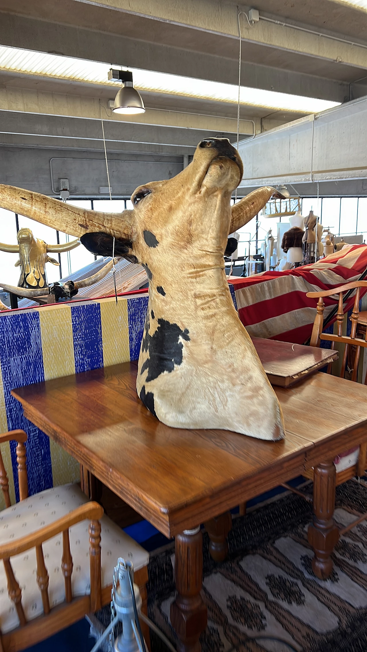 Taxidermy of American cattle of Texan origin 1