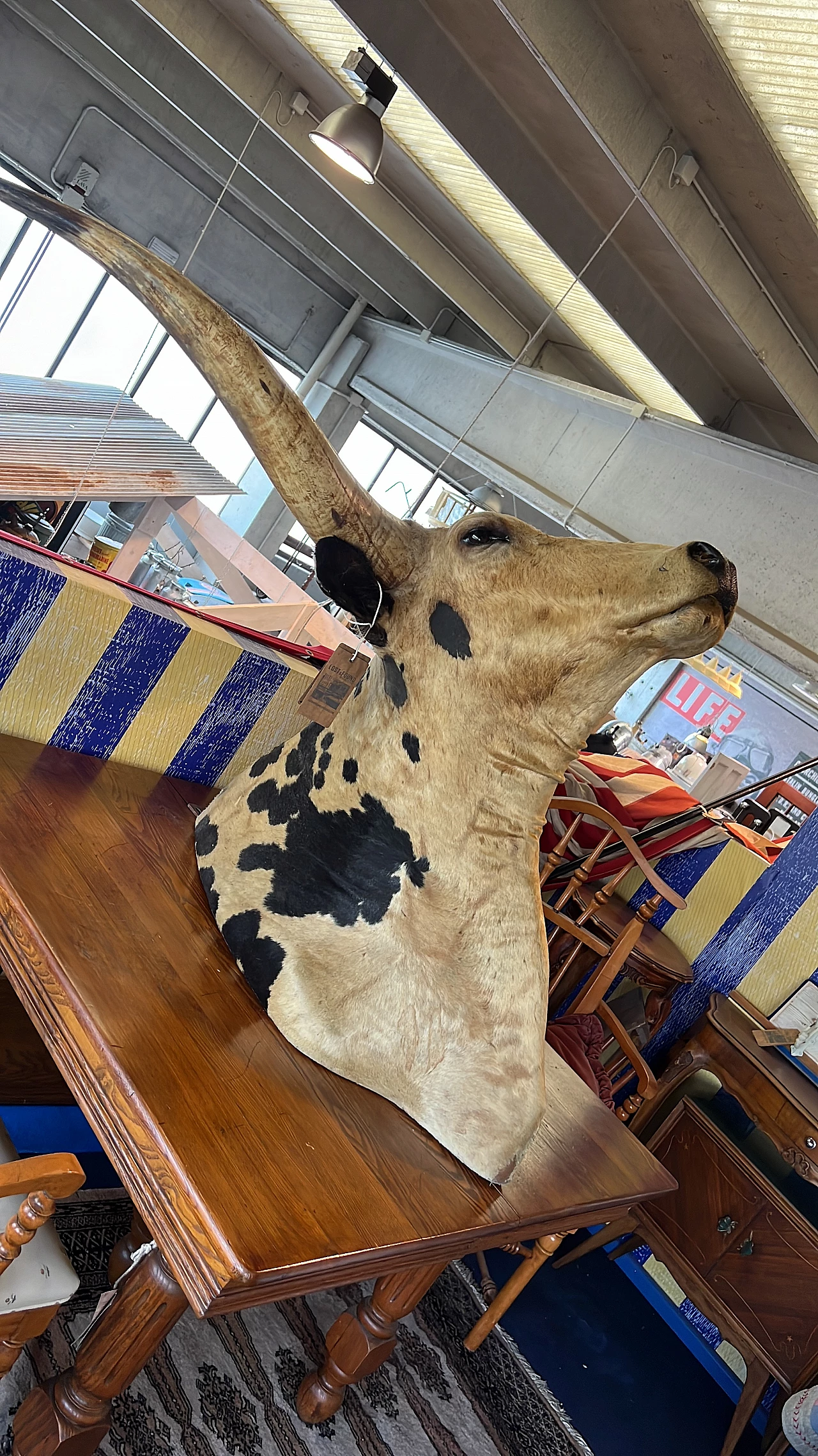 Taxidermy of American cattle of Texan origin 2