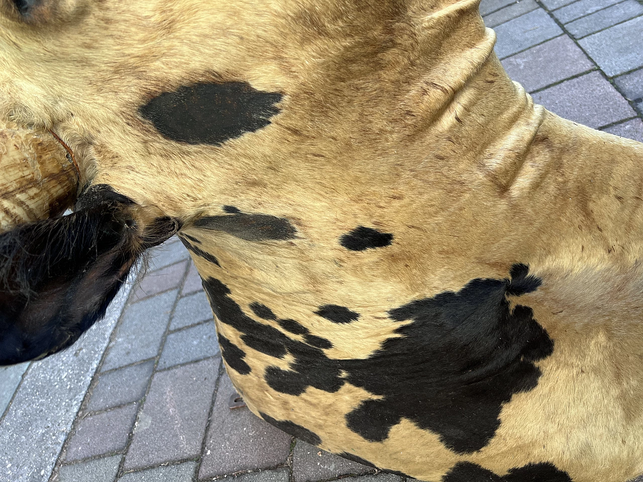 Taxidermy of American cattle of Texan origin 4