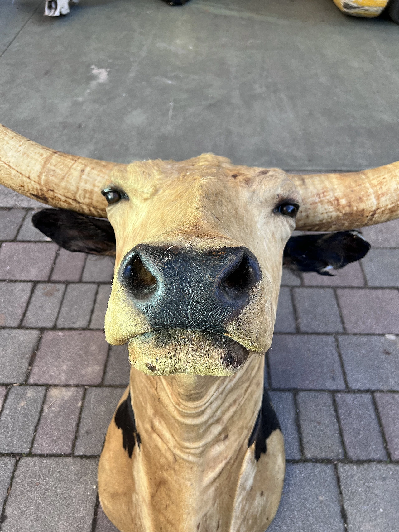 Taxidermy of American cattle of Texan origin 5