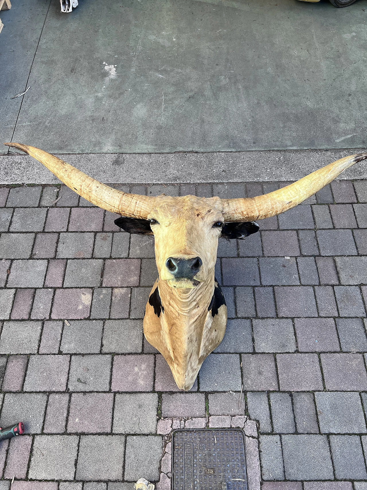 Taxidermy of American cattle of Texan origin 7