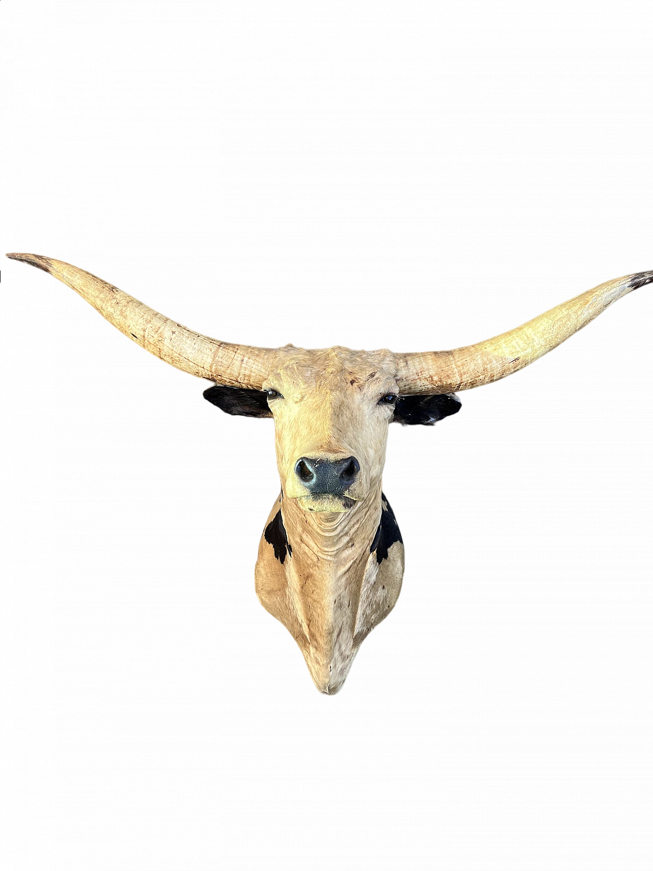 Taxidermy of American cattle of Texan origin 8