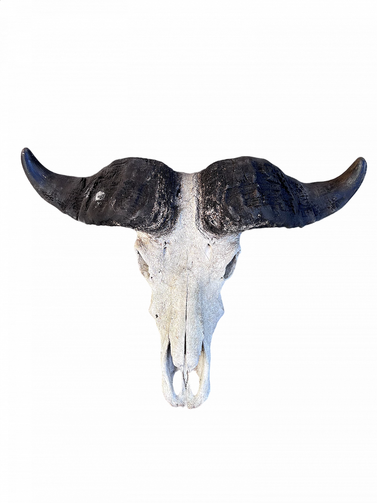 Wall-mounted bison skull, 2000s 4