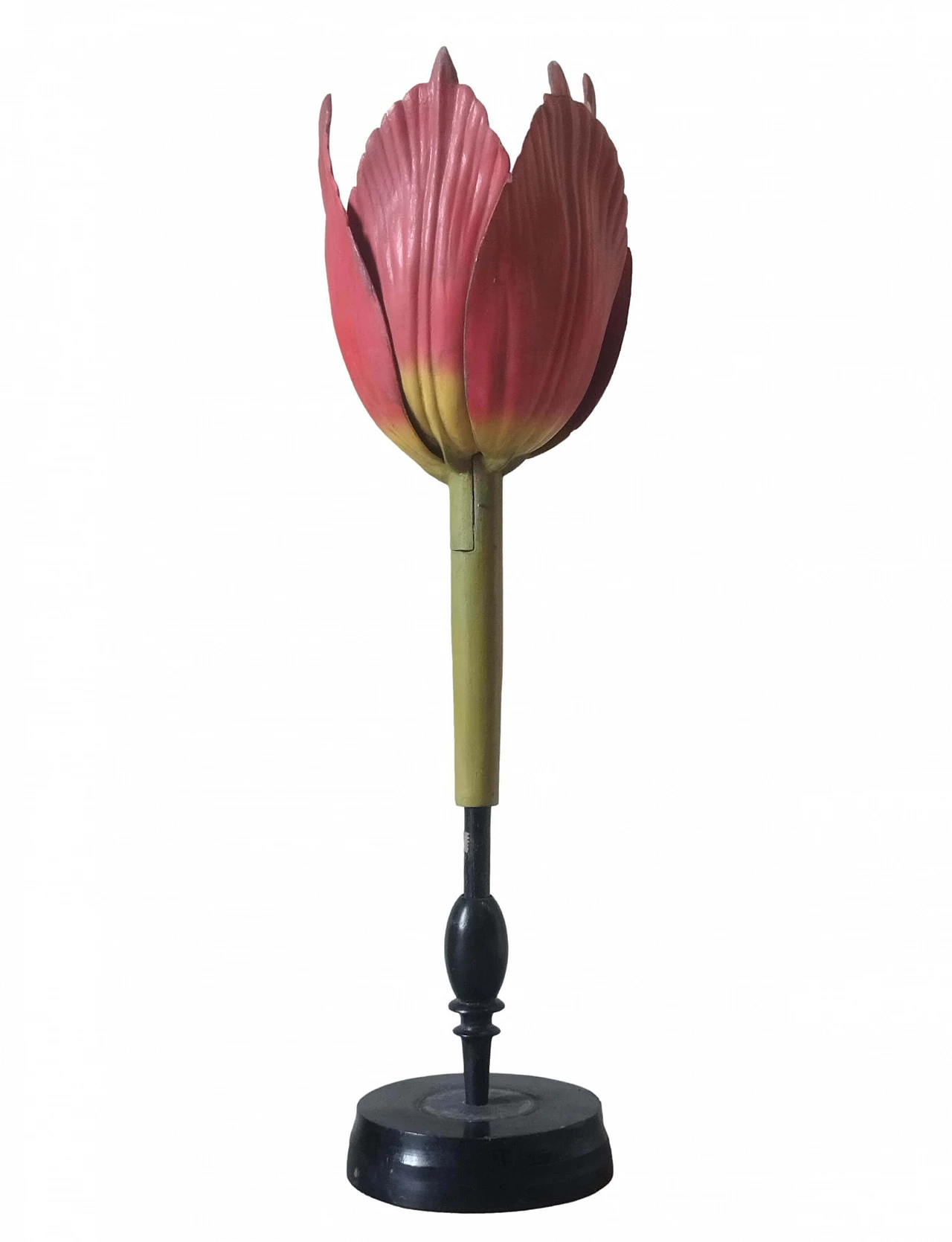 Tulip Generiana botanical model by Robert Brendel & Co., 1960s 1