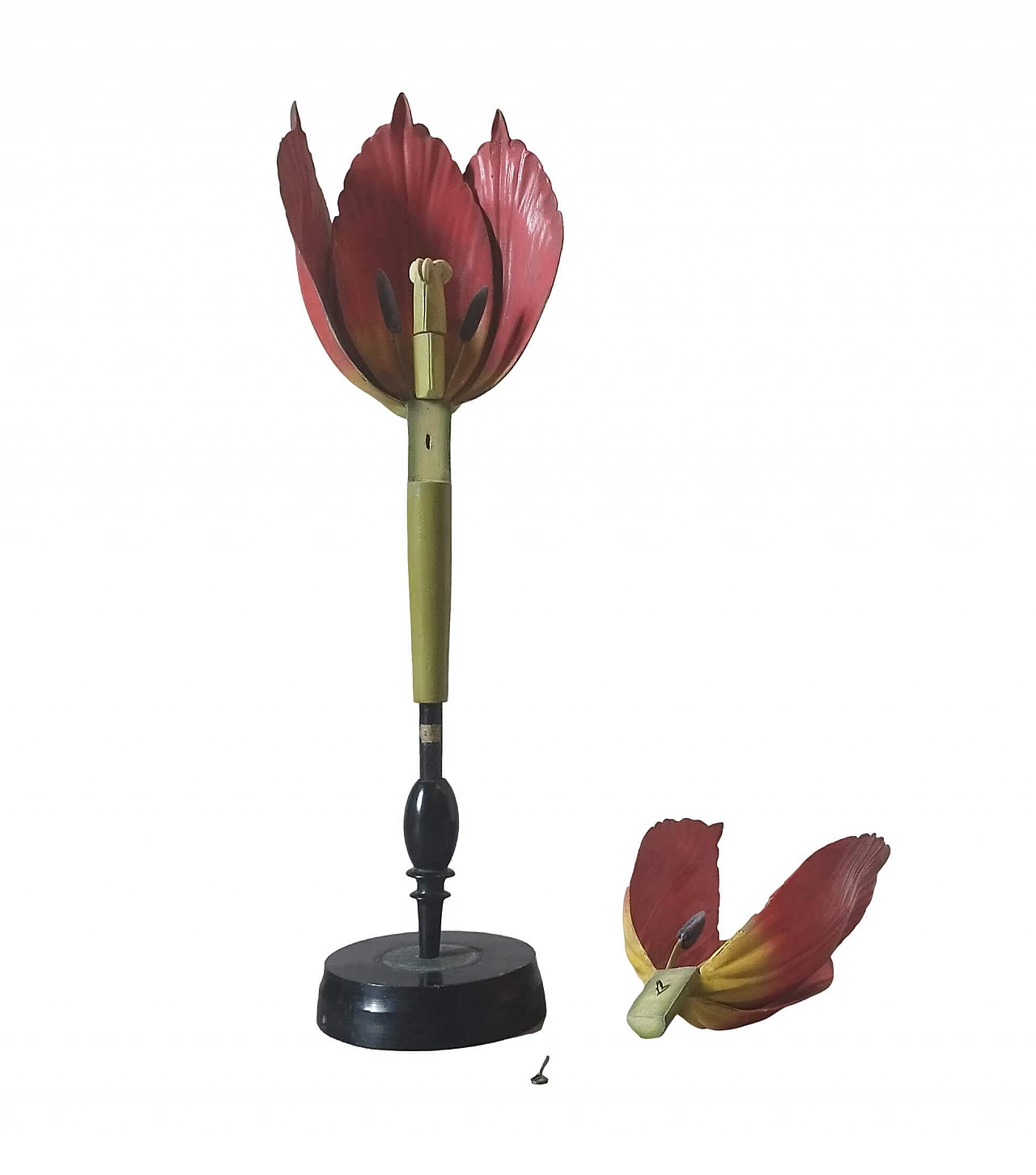 Tulip Generiana botanical model by Robert Brendel & Co., 1960s 6