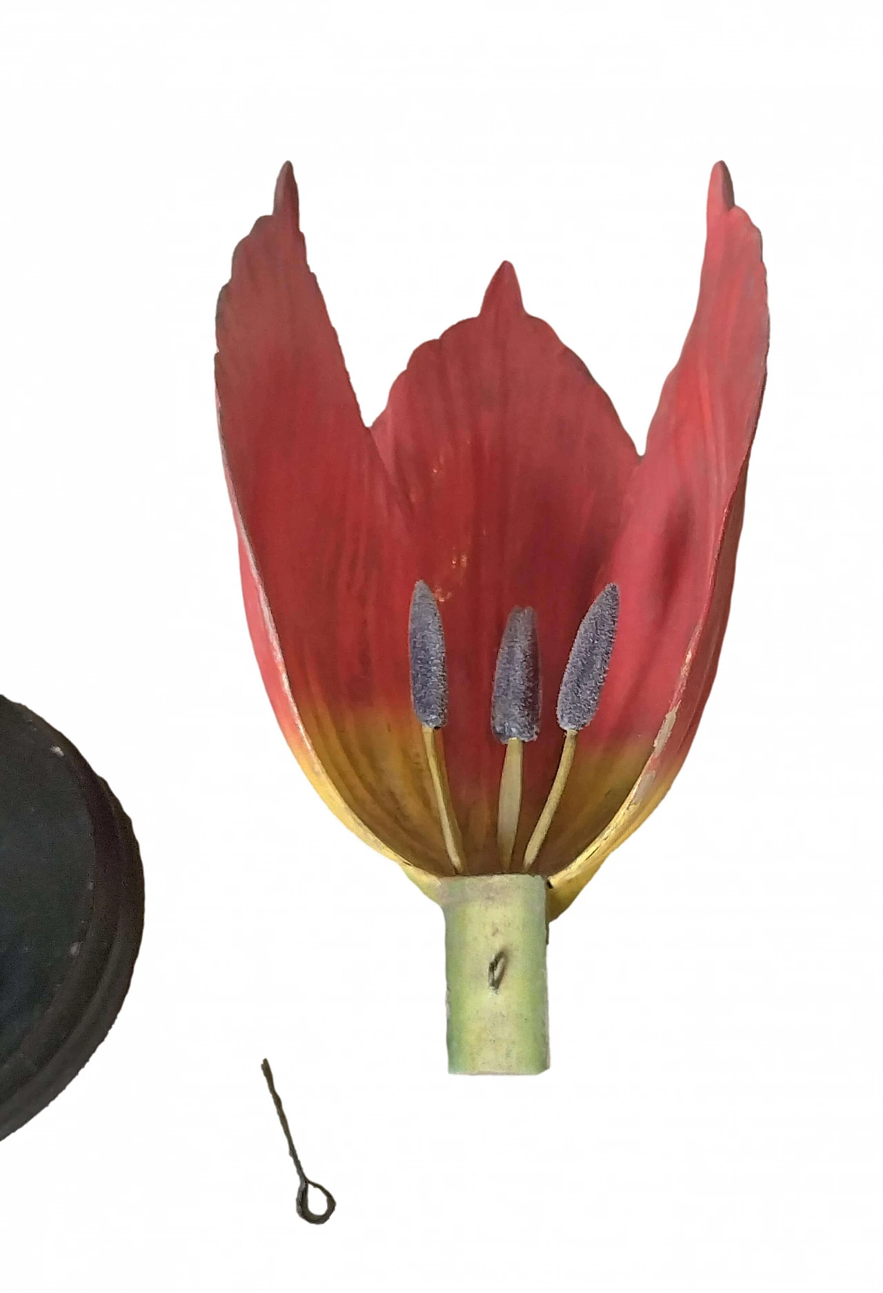 Tulip Generiana botanical model by Robert Brendel & Co., 1960s 8