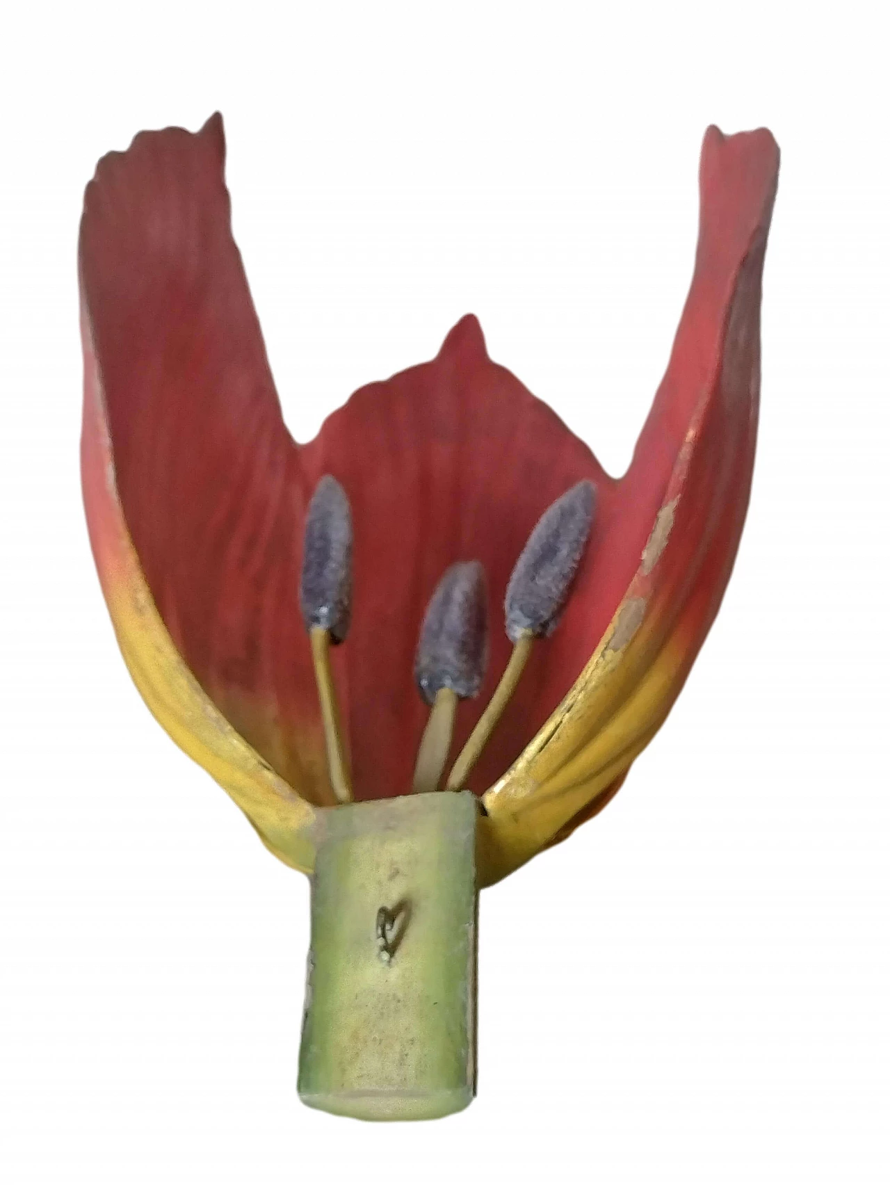 Tulip Generiana botanical model by Robert Brendel & Co., 1960s 9