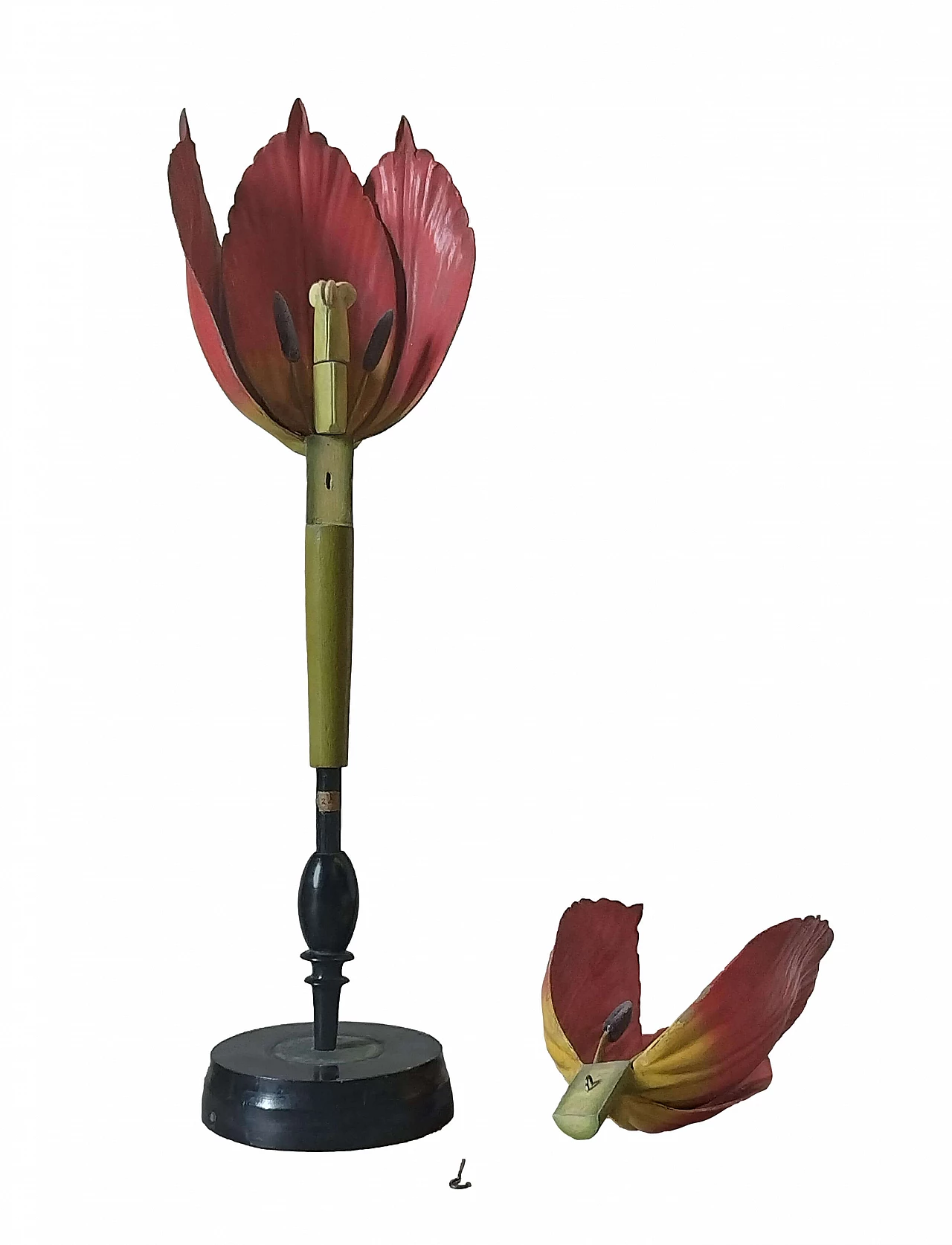 Tulip Generiana botanical model by Robert Brendel & Co., 1960s 10