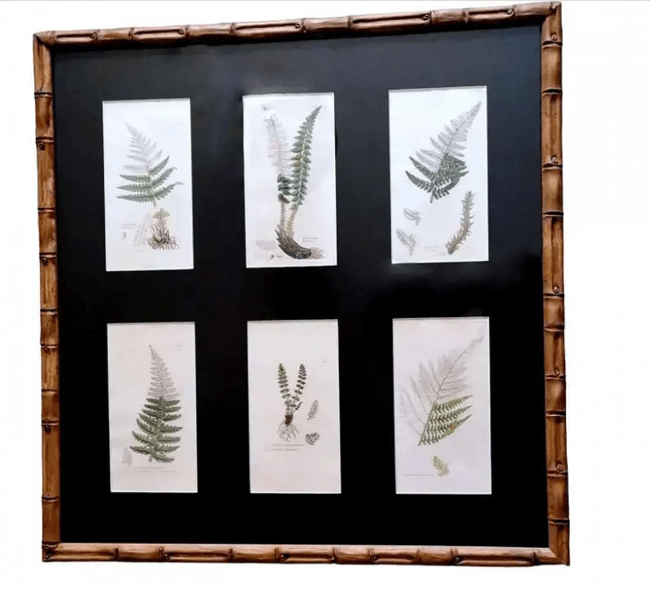 Faux bamboo frame with six English botanical prints by James Sowerby, 19th century 1