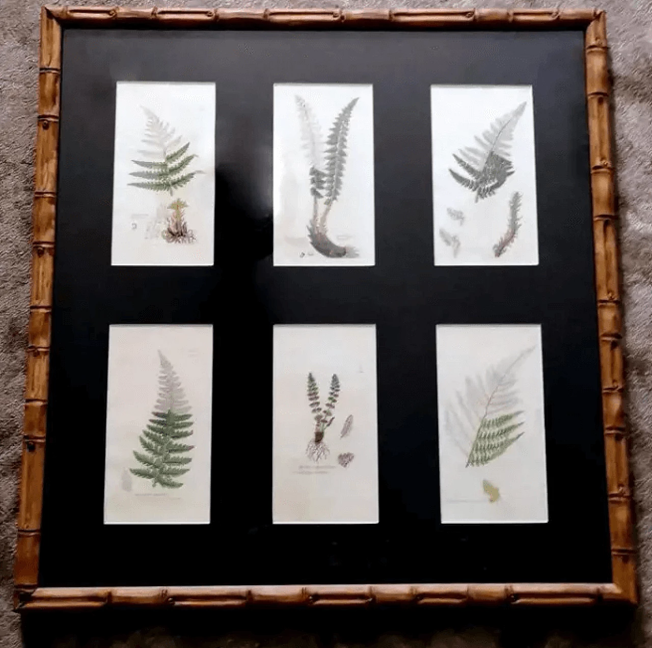 Faux bamboo frame with six English botanical prints by James Sowerby, 19th century 2