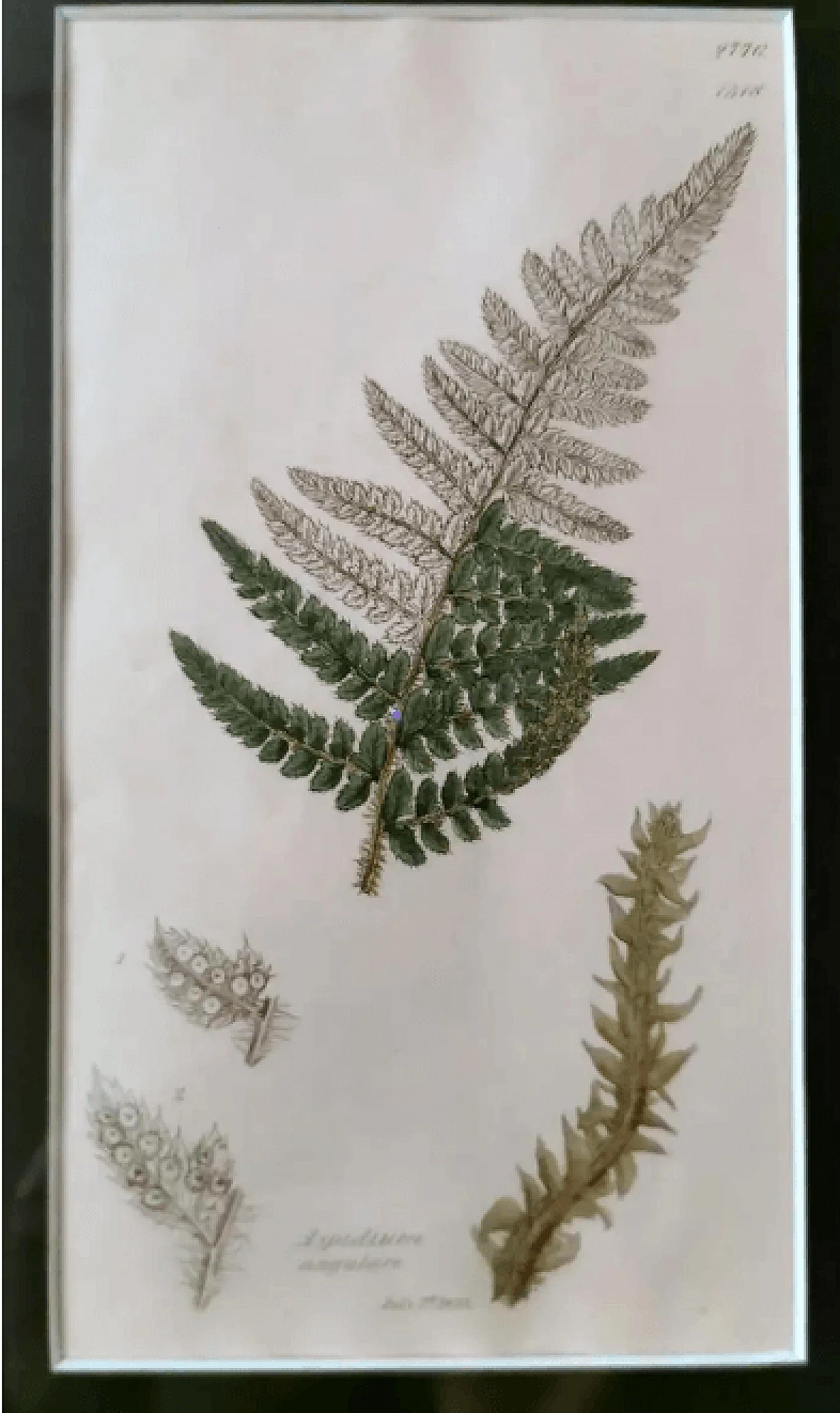 Faux bamboo frame with six English botanical prints by James Sowerby, 19th century 7