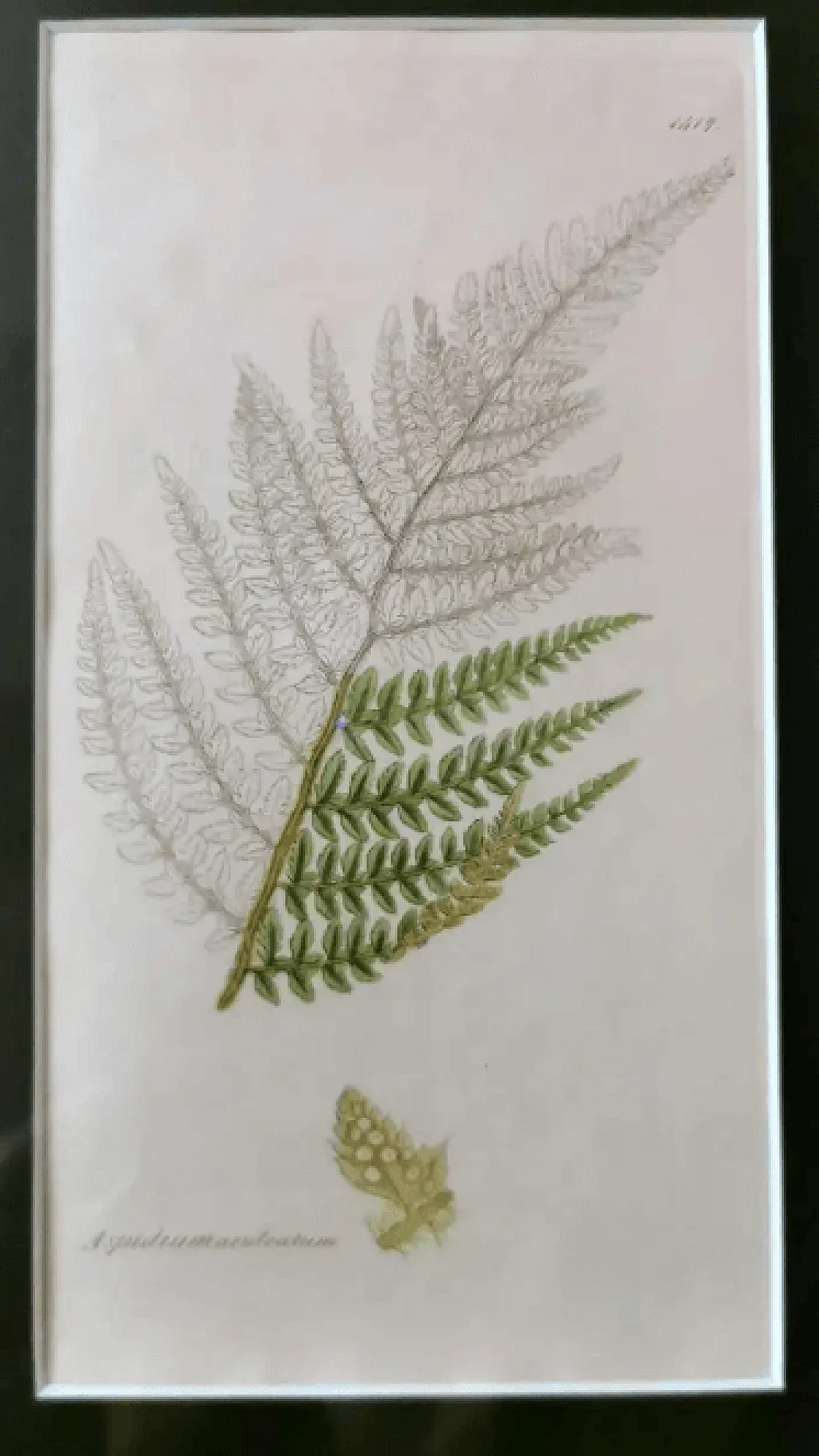 Faux bamboo frame with six English botanical prints by James Sowerby, 19th century 13