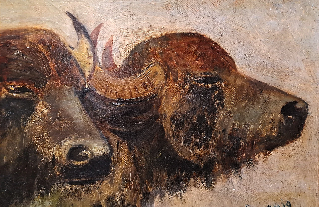 Giuseppe Raggio, Buffalo heads, oil on cardboard, 19th century 3