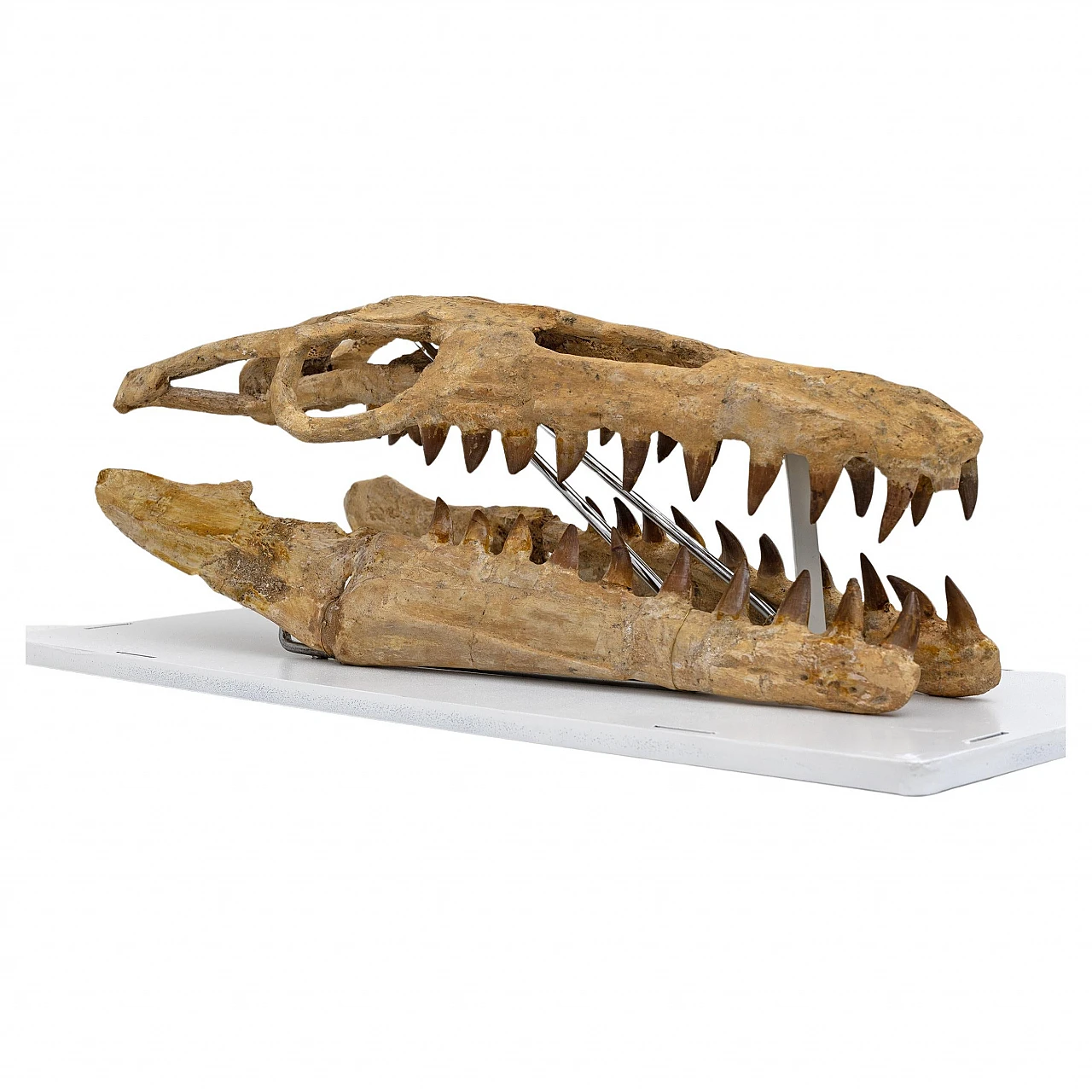 Fossilised skull of Mosasaur 1