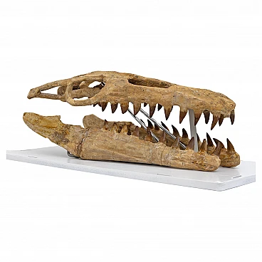 Fossilised skull of Mosasaur