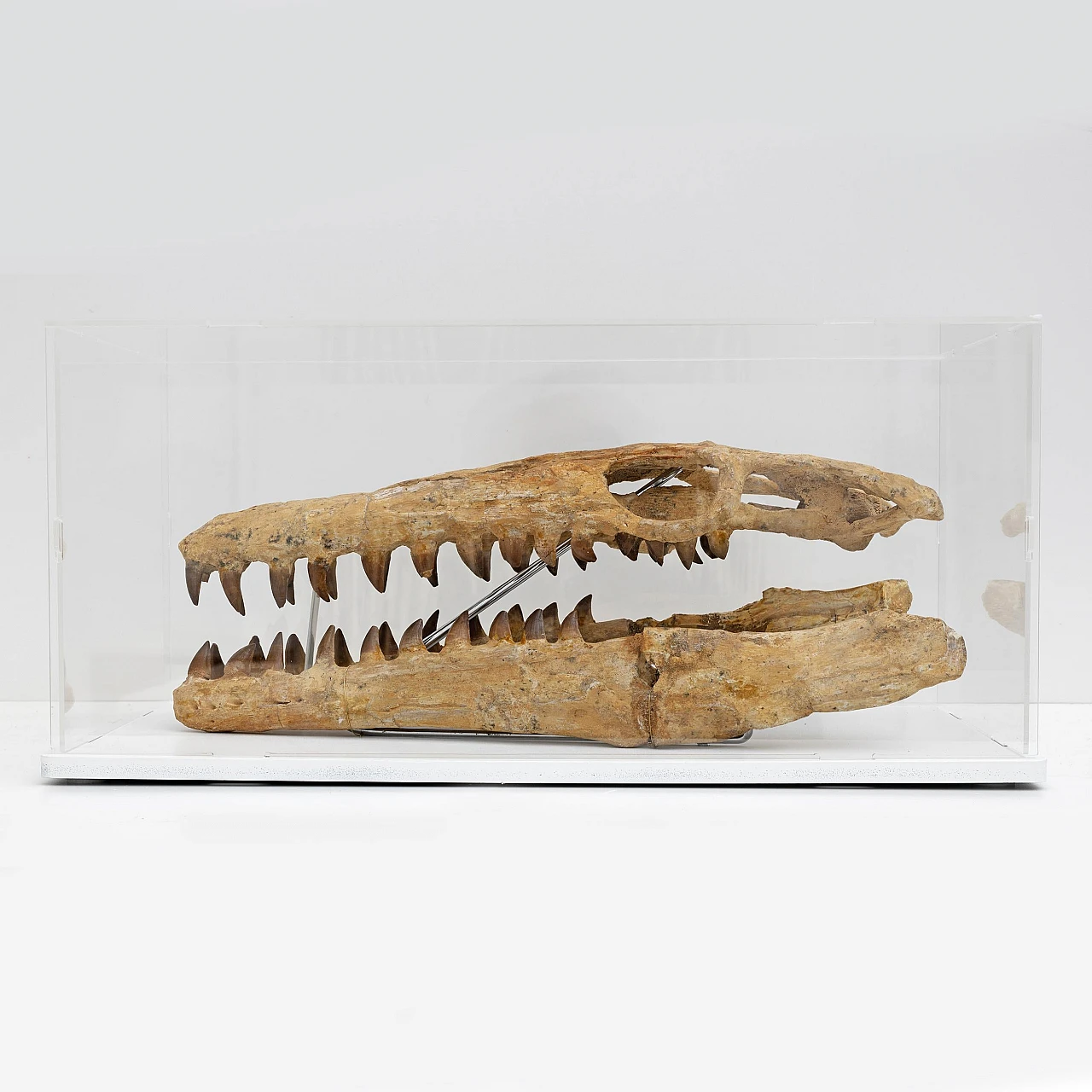 Fossilised skull of Mosasaur 2