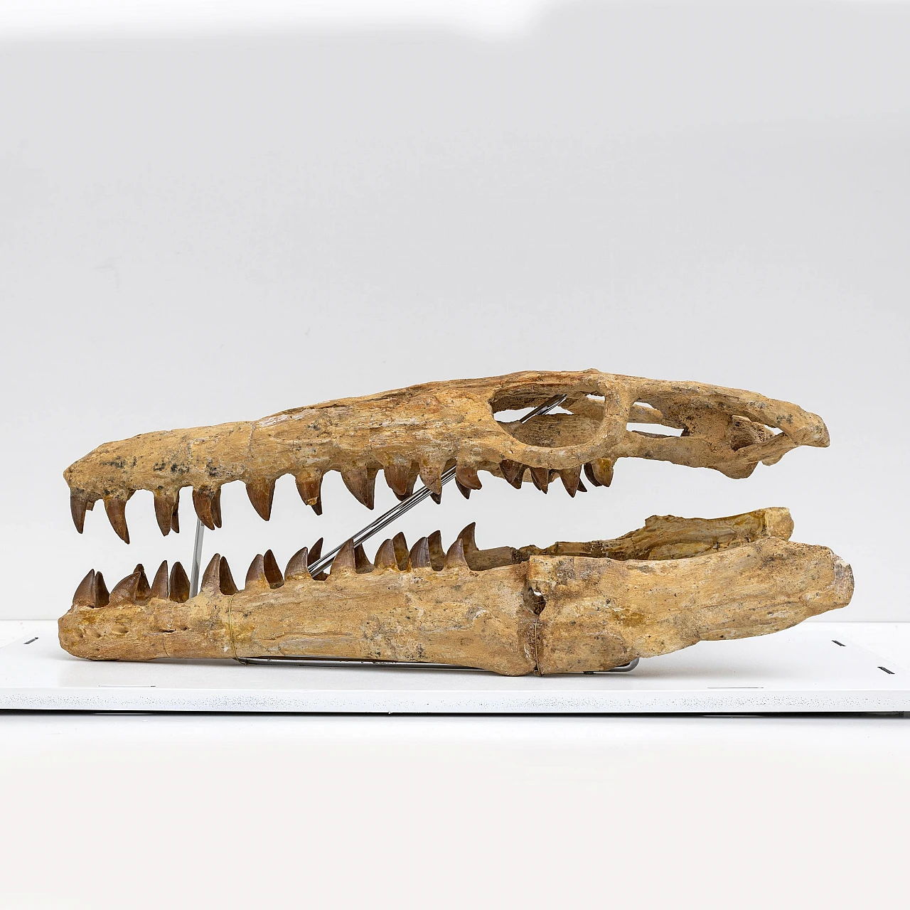 Fossilised skull of Mosasaur 5