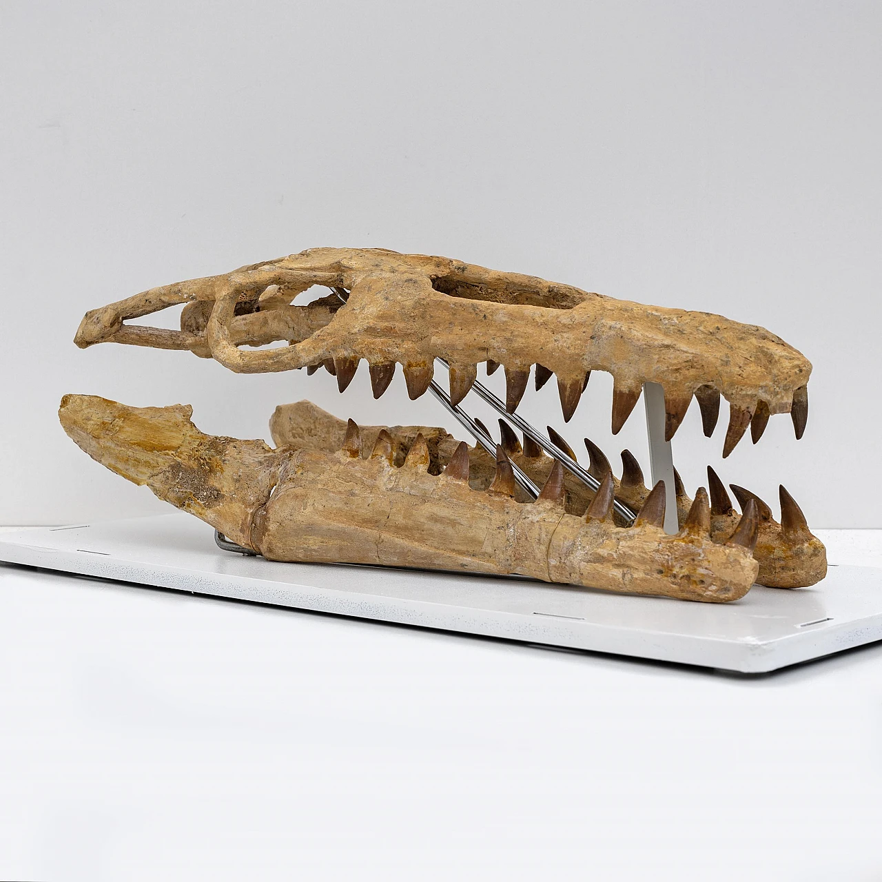 Fossilised skull of Mosasaur 6