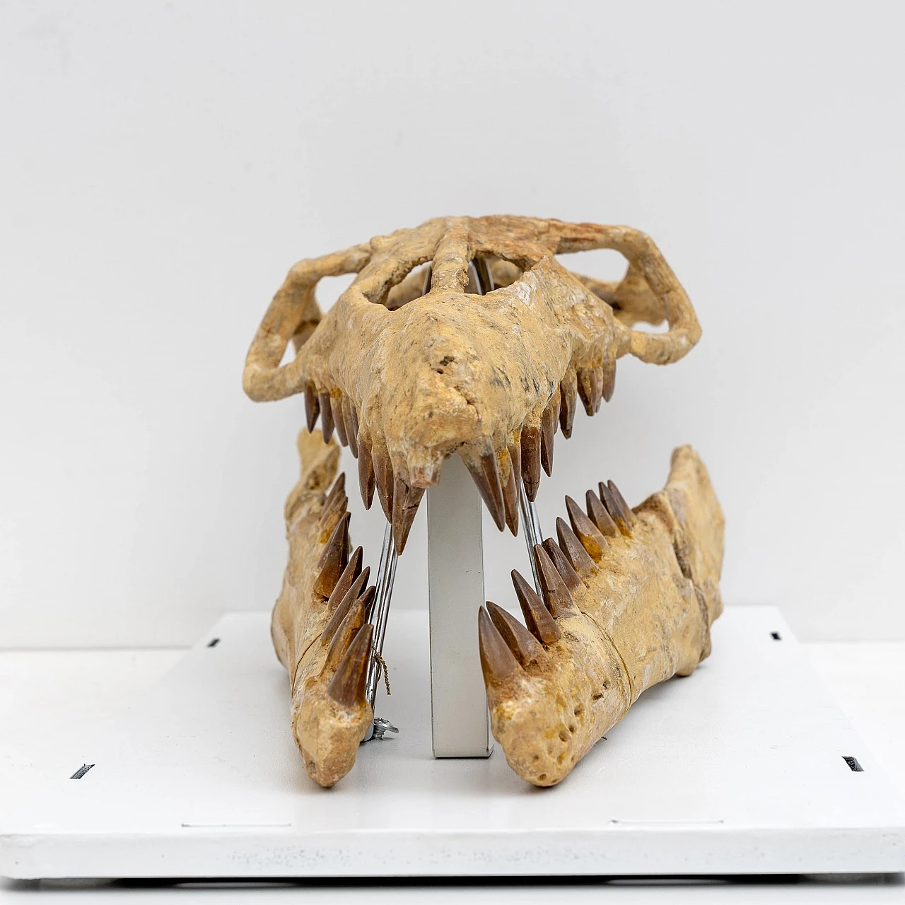 Fossilised skull of Mosasaur 7