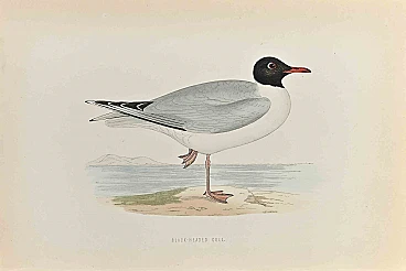 Alexander Francis Lydon, Black- Headed Gull, Woodcut  19th century