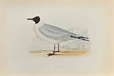 Alexander Francis Lydon, Masked Gull, Woodcut  19th century