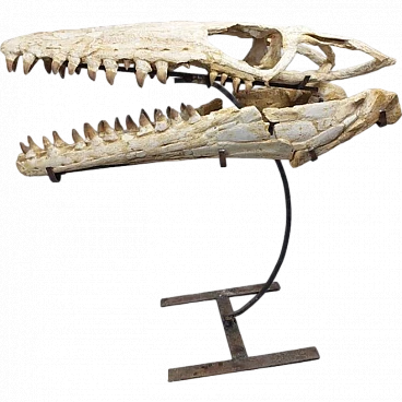 Mosasaurus skull, Cretaceous era