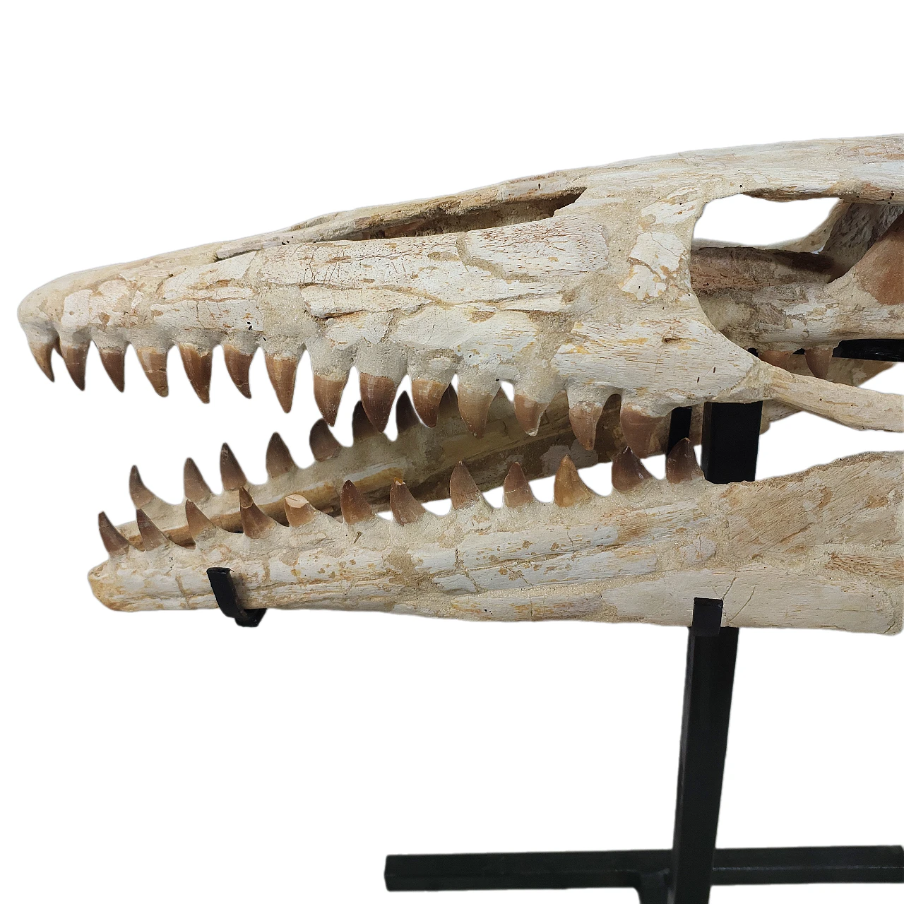 Mosasaur skull Thalassotitan Atrox fossil 1