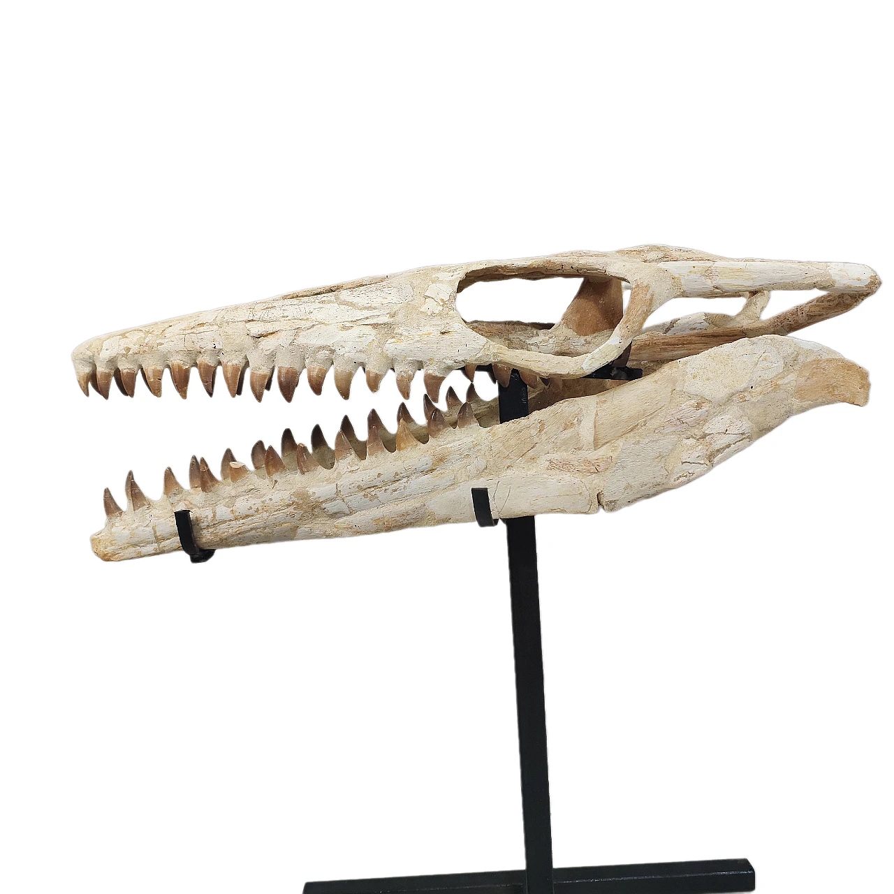 Mosasaur skull Thalassotitan Atrox fossil 3