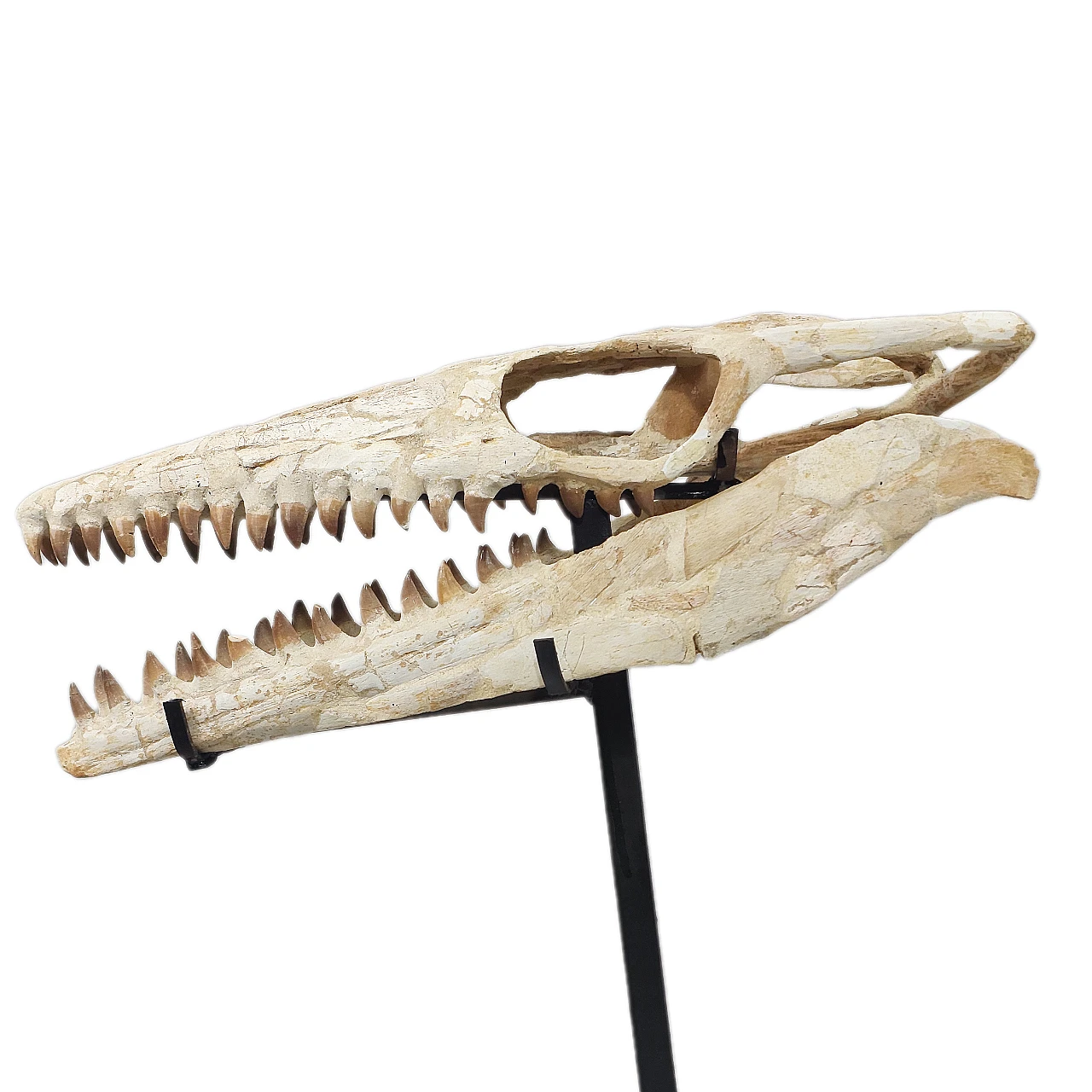 Mosasaur skull Thalassotitan Atrox fossil 4