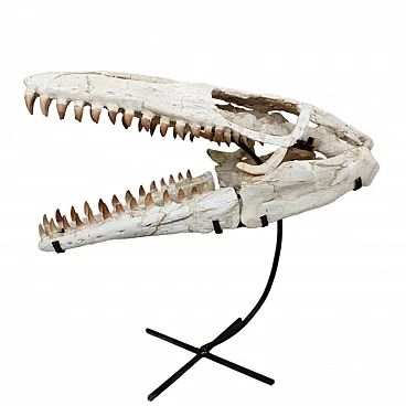 Teschio di Mosasaurus - Eccezionale fossile di Prognathodon sp di 60 cm