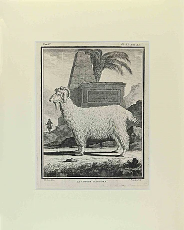 Buvée l'Américain, La Chevre Dangora, Etching 18th century