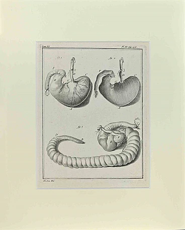 n.a., Anatomy of Animals, Etching 18th century