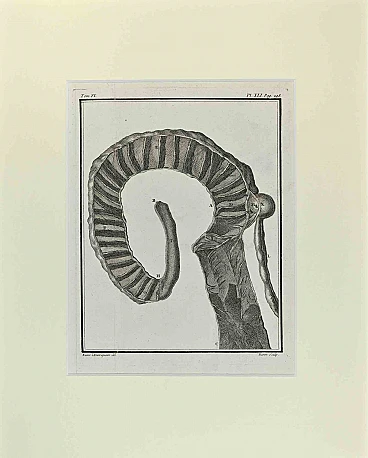 Jacques Baron, Anatomy of Animals, Etching 18th century