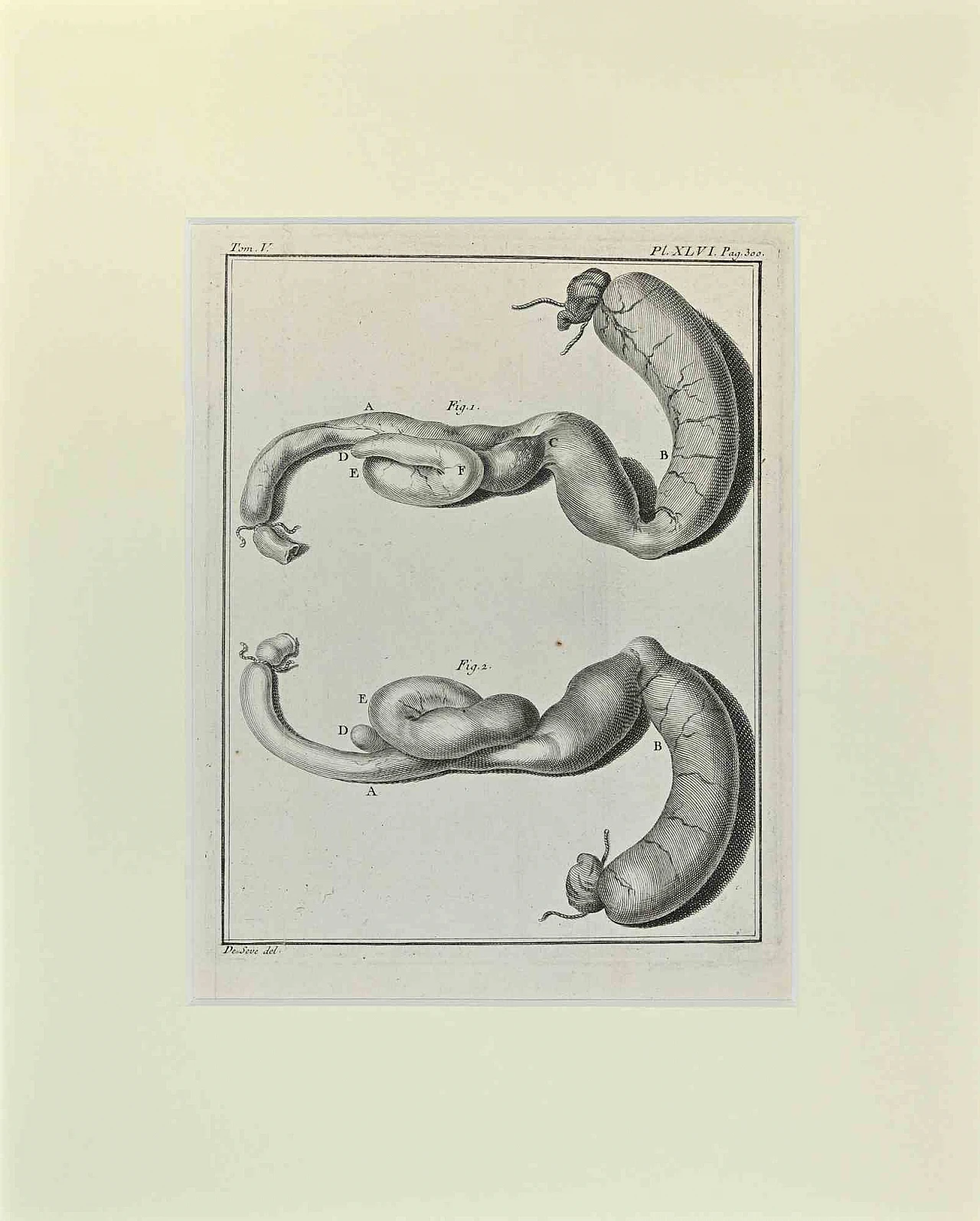 n.a., Anatomy of Animals, Etching 18th century 1