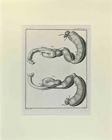 n.a., Anatomy of Animals, Etching 18th century