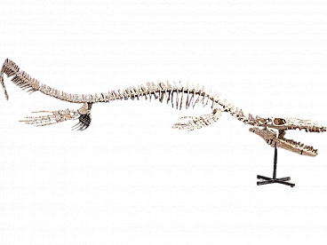 Mosasaur Fossil Skeleton – Prognathodon sp – Authentic Prehistoric